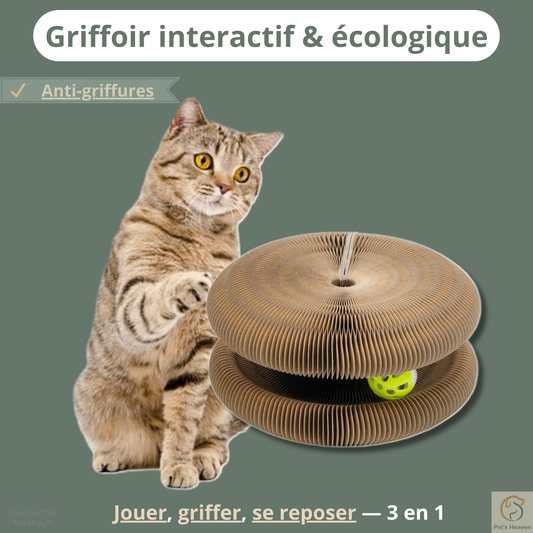 Scratcha™・Griffoir interactif & écologique pour chat